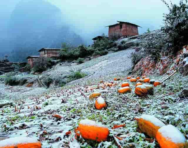 袖虎宠物店揭秘行业骗局：开宠物店有没有暴利？(1)