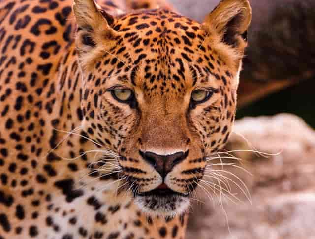 袖虎宠物为你揭露宠物行业加盟套路