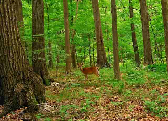 听听袖虎对宠物店卖病猫一事的分析