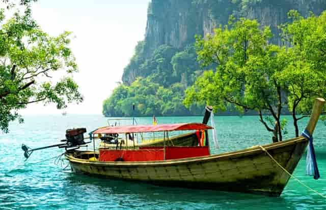 袖虎病猫攻略：猫咪常见骨骼疾病