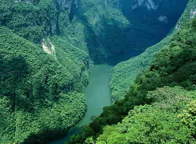 袖虎病狗攻略：犬瘟热是怎么回事