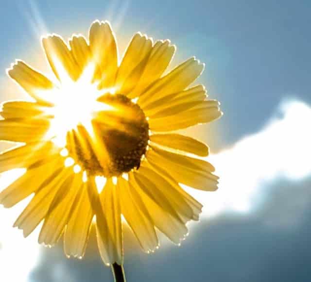 袖虎宠物攻略：猫咪患上呼吸道疾病怎么办？