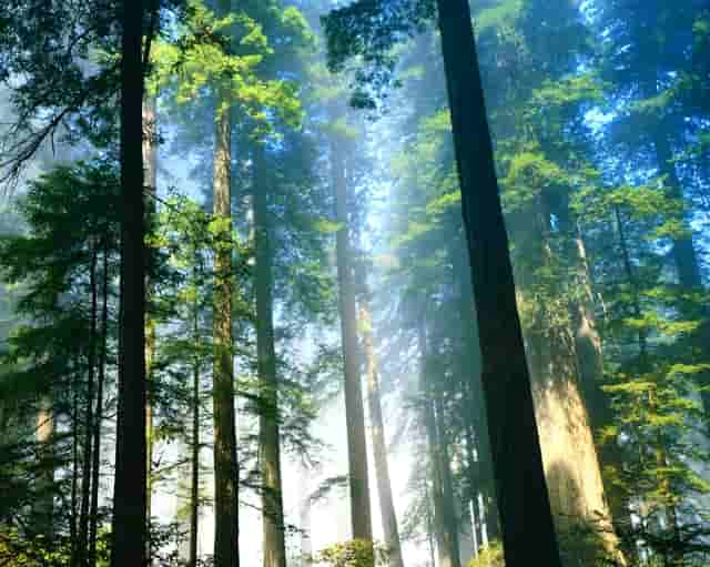 蛀牙会凸起嘛(蛀牙中间的肉突然凸起)