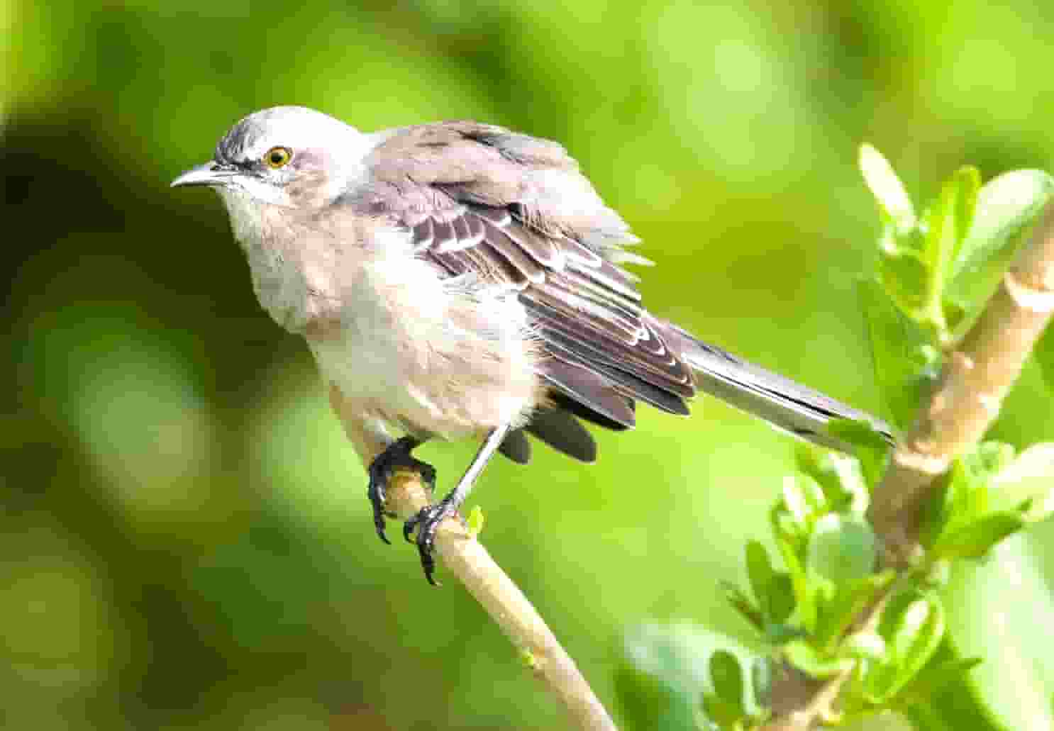 宠物托运死亡全赖垃圾托运？袖虎解密真相，托运是否黑心！
