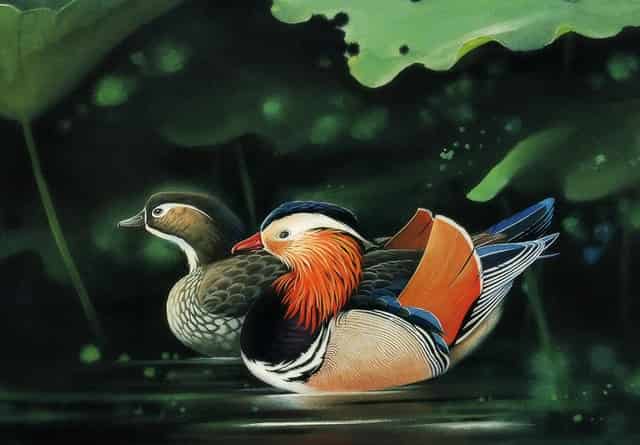 袖虎揭秘：病猫病狗也可能是过敏