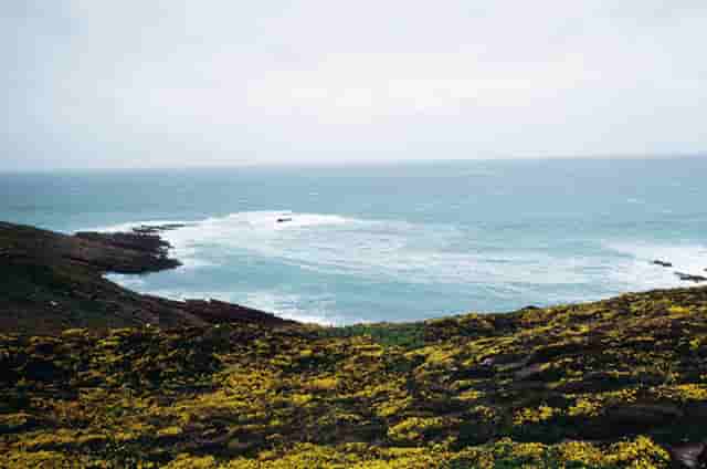 猫咪偶遇一只白猫(偶遇一只猫咪的说说)