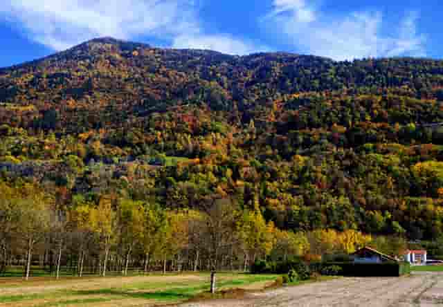 袖虎宠物解答：食品添加剂于猫咪而言都是垃圾吗？