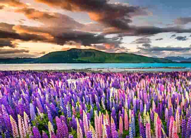 拼多多的电商现状(拼多多电商靠谱吗)