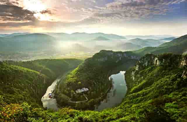 袖虎病猫攻略：用蚊香真的会死猫吗？