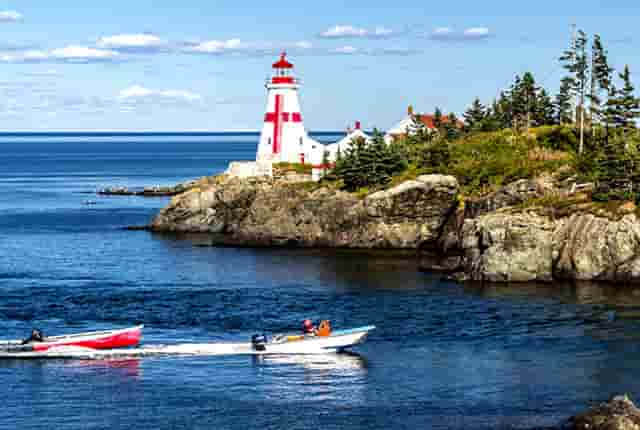 袖虎病猫攻略：猫氨的作用你知道多少？