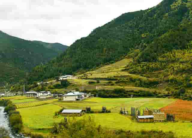 袖虎病猫攻略：猫咪子宫蓄脓是怎么回事